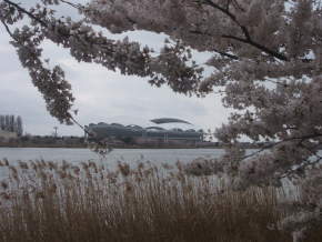 桜と湖と東北電力ビックスワンスタジアム