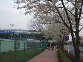 桜の花と味の素スタジアム